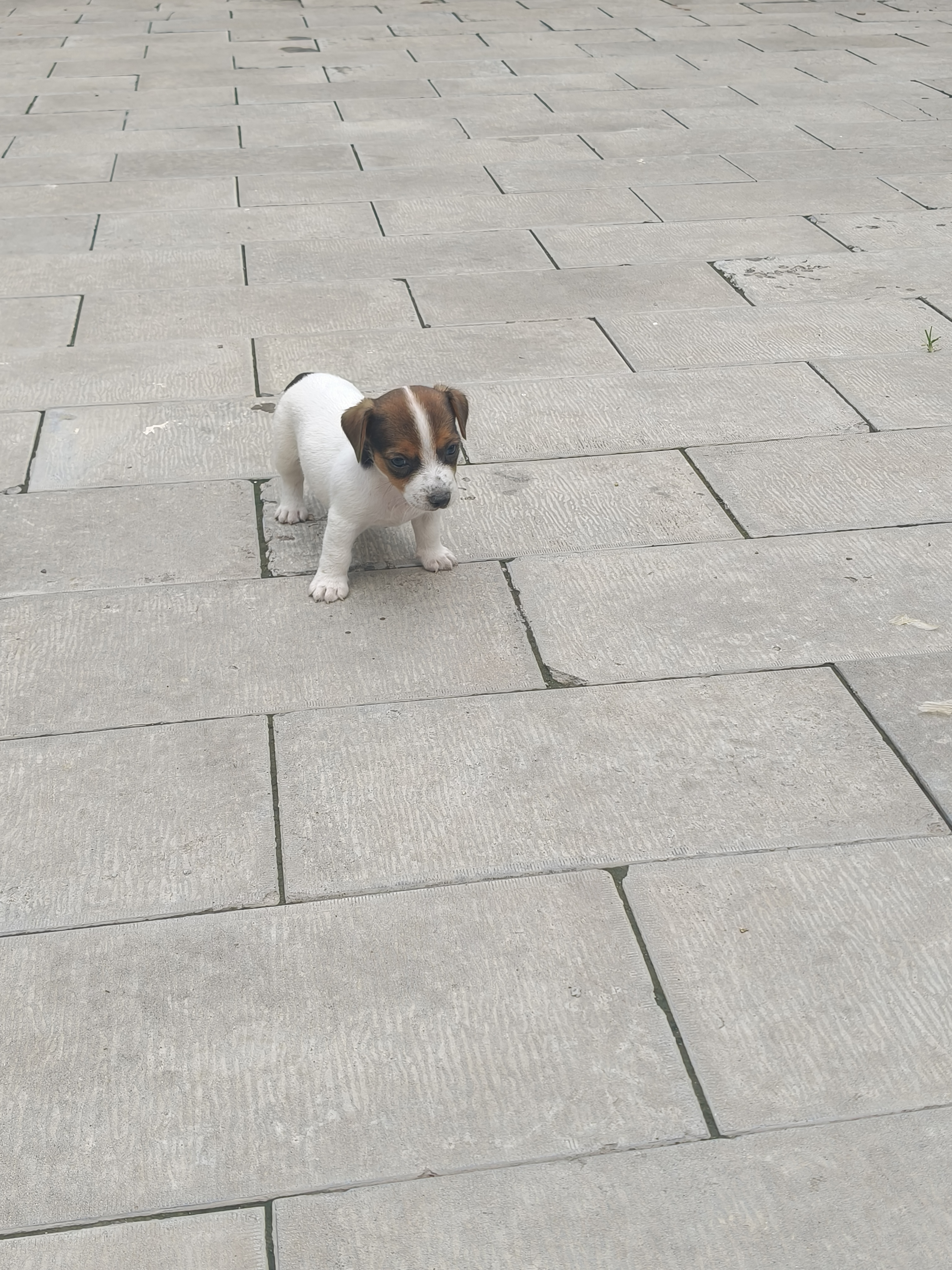 杰克罗素梗幼犬，健康可爱，喜欢的私聊